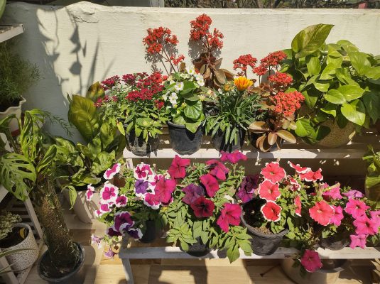 Memilih Pompa Tenaga Surya Lorentz untuk Greenhouse Tanaman Hias