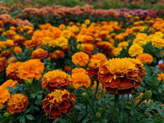 Memilih Pompa Tenaga Surya Berdasarkan Luas Lahan Marigold