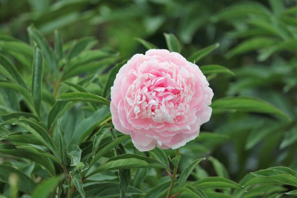 Memilih Pompa Tenaga Surya untuk Peony dengan Irigasi Otomatis