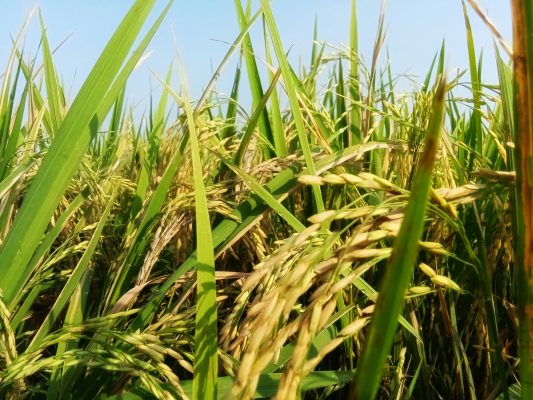 Memilih Pompa Tenaga Surya Lorentz untuk Sistem Irigasi Padi IoT
