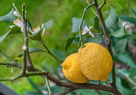 Energi Surya untuk Pertanian Lemon Hemat Biaya Irigasi