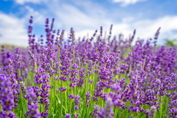Memilih Pompa Tenaga Surya untuk Irigasi Tetes Lavender