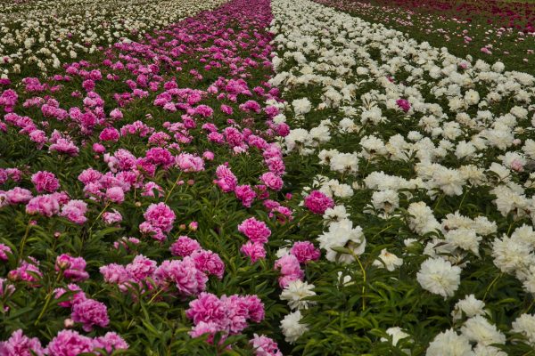 Memilih Pompa Tenaga Surya Sesuai Luas Kebun Peony