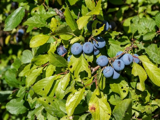 Memilih Pompa Tenaga Surya Sesuai Luas Kebun Plum