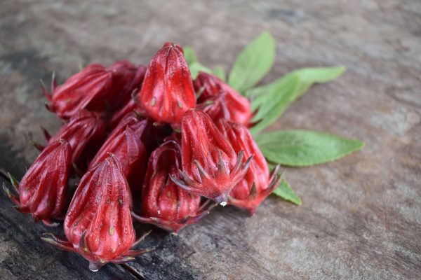 Memilih Pompa Tenaga Surya untuk Lahan Rosela Tanpa PLN
