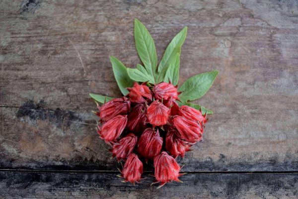 Memilih Pompa Tenaga Surya untuk Irigasi Presisi Pada Rosela
