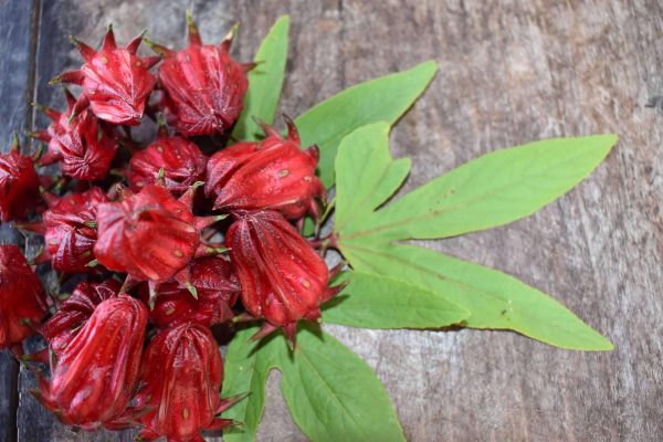 Memilih Pompa Tenaga Surya untuk Irigasi Tetes Rosela