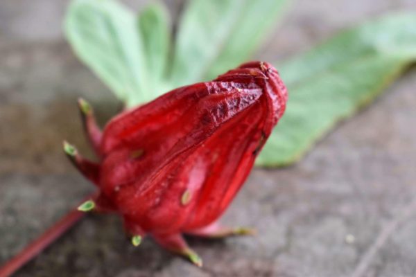Memilih Pompa Tenaga Surya yang Hemat Energi untuk Rosela