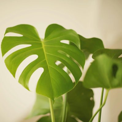 Memilih Pompa Tenaga Surya untuk Greenhouse Monstera Masa Depan