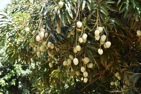Energi Surya untuk Pertanian Mangga Tanpa Bahan Bakar