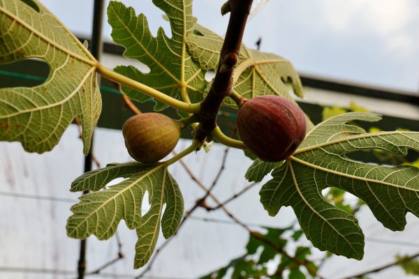 Memilih Pompa Tenaga Surya Sesuai Kedalaman Sumur Buah Tin