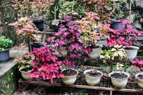 Memilih Pompa Tenaga Surya untuk Tanaman Hias di Greenhouse