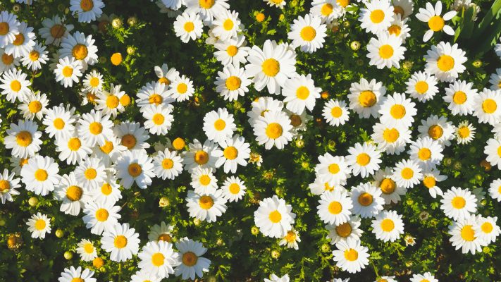 Memilih Pompa Tenaga Surya untuk Bunga Daisy di Greenhouse Modern