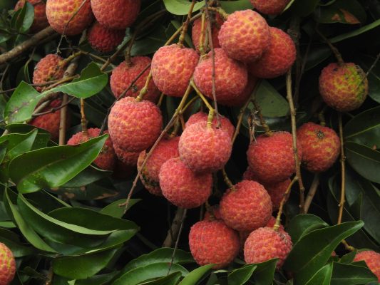 Memilih Pompa Tenaga Surya untuk Buah Lebih Produktif