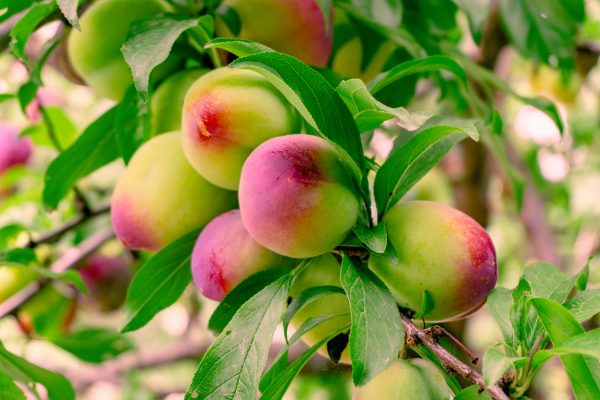 Energi Surya untuk Pertanian Peach dengan Solar Pump Efisien