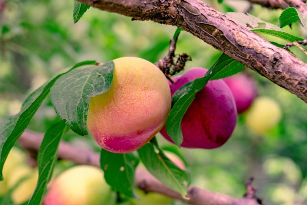 Memilih Pompa Tenaga Surya untuk Budidaya Buah Plum