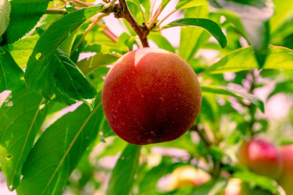Energi Surya untuk Pertanian Peach Berkelanjutan