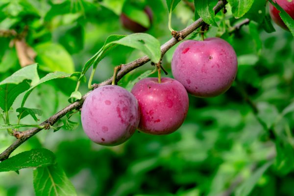 Memilih Pompa Tenaga Surya Plum untuk Investasi Jangka Panjang