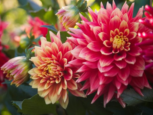 Pompa Air Celup Hemat Air untuk Tanaman Dahlia