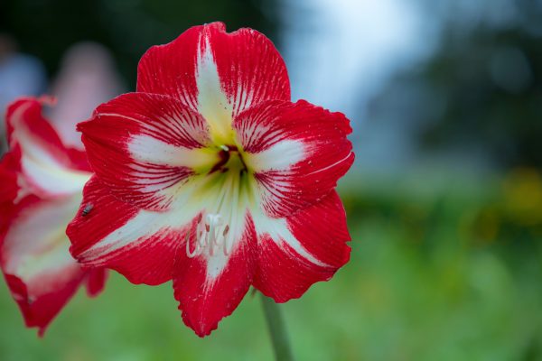 Pompa Air Celup untuk Amarilis di Musim Panas