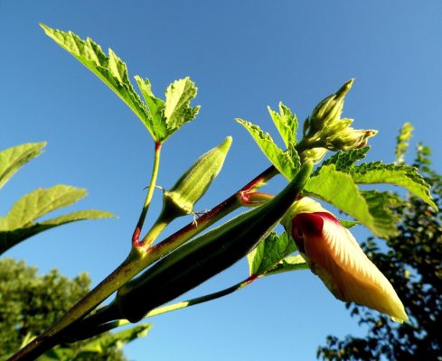 Pompa Air Celup untuk Irigasi Okra Saat Musim Kemarau
