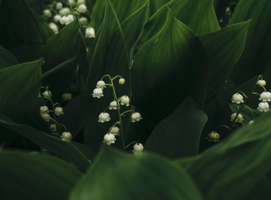 Kesalahan Sumber Air Pompa Air Celup untuk Lily Valley