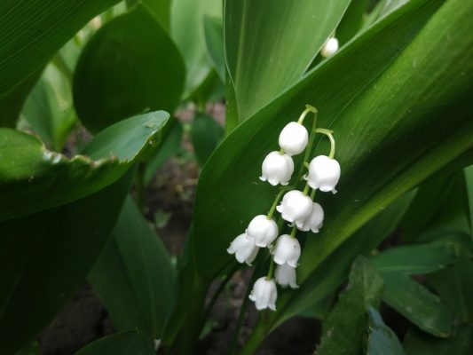 Pompa Air Celup untuk Perawatan Air Lily of the Valley