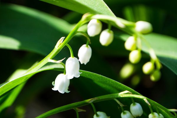 Pompa Air Celup untuk Menyalurkan Air ke Lily of the Valley