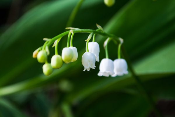Kesalahan Menyiram Pangkal dengan Pompa Air Celup Lily