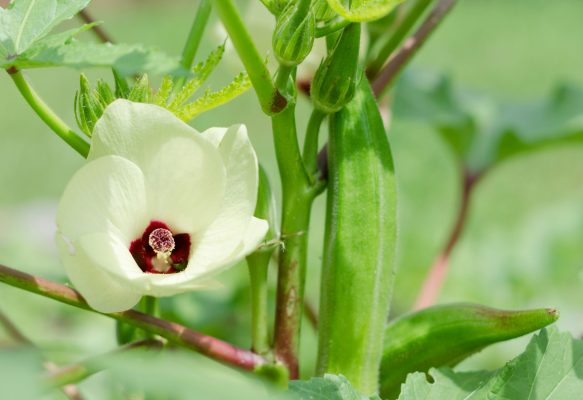 Pompa Air Celup dan Cadangan Air untuk Budidaya Okra