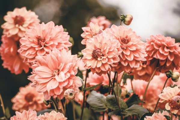 Panduan Lengkap Memilih Pompa Air Celup Kebun Dahlia