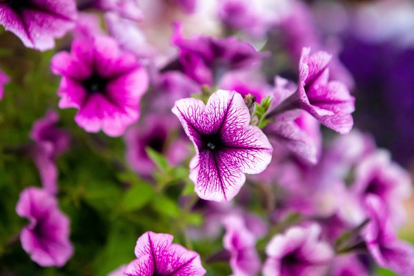 Memilih Pompa Tenaga Surya untuk Petunia di Greenhouse