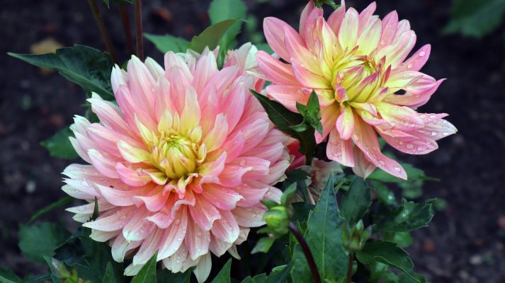 Pompa Air Celup Membantu Irigasi Dahlia Saat Kemarau