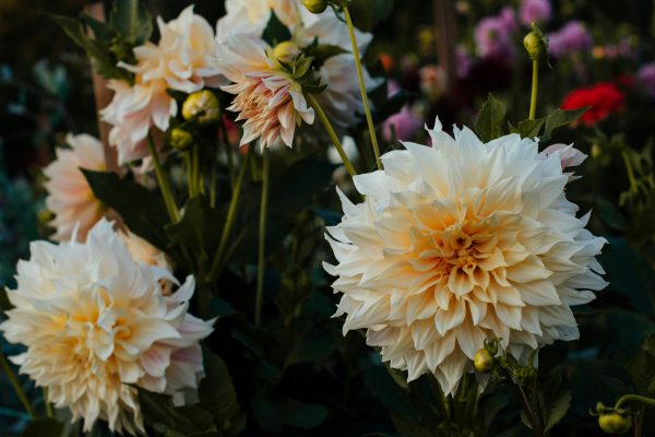 Memilih Pompa Air Celup Sesuai Debit Kebun Dahlia
