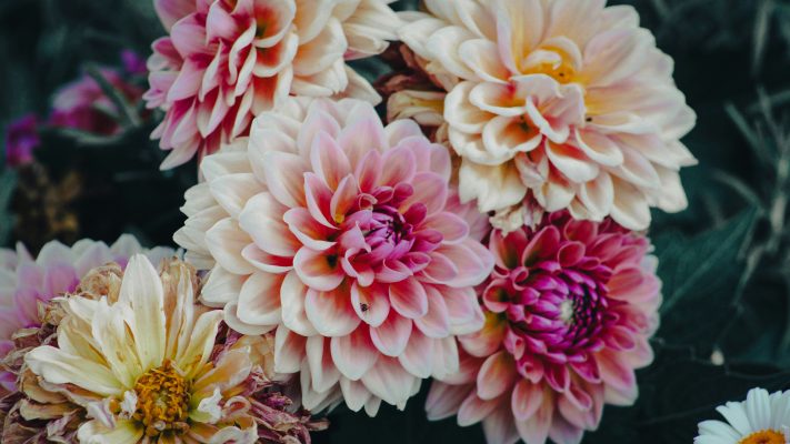 Pompa Air Celup untuk Pengairan Dahlia di Musim Hujan