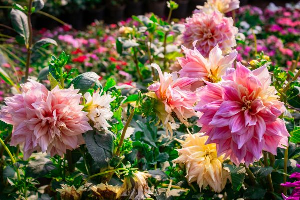 Pompa Air Celup untuk Budidaya Dahlia Berkelanjutan