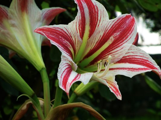 Memilih Pompa Air Celup untuk Aquaponik Amarilis