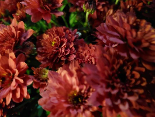 Pompa Air Celup untuk Pengairan Bunga Dahlia