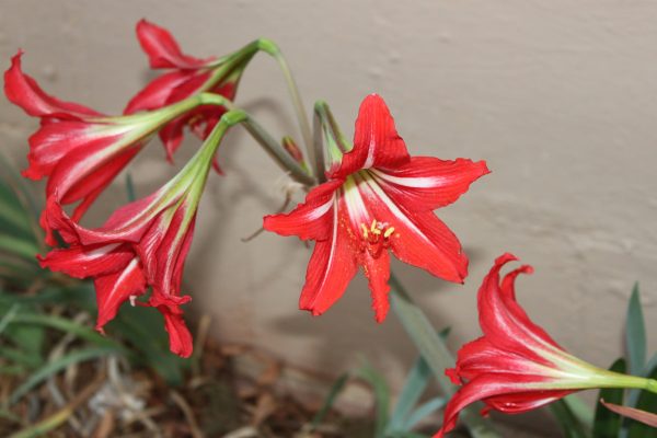 Pompa Air Celup untuk Drainase Amarilis Saat Musim Hujan
