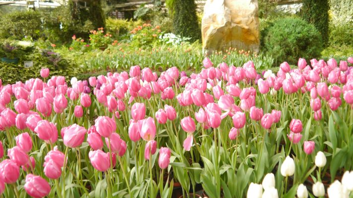 Pompa Air Celup untuk Pengairan Taman Bunga Merata