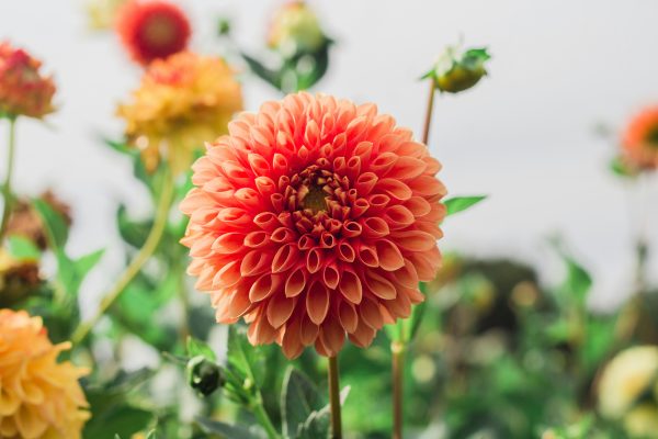 Pompa Air Celup untuk Mengalirkan Air Sumur ke Dahlia
