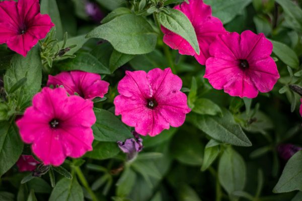 Memilih Pompa Tenaga Surya Lorentz untuk Petunia Modern