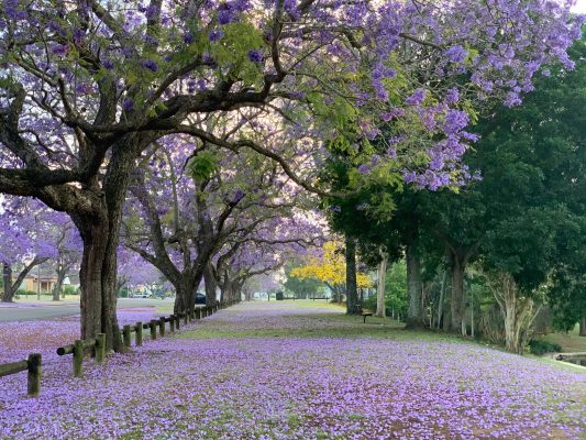 Cara Tepat Memilih Pompa Air Celup untuk Taman Bunga