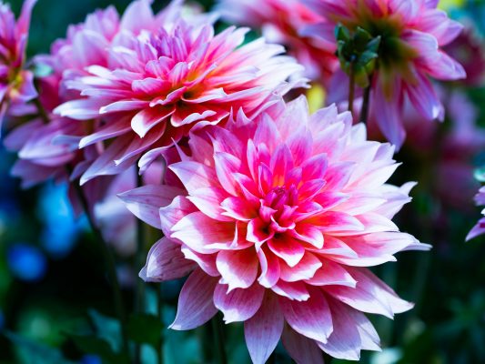 Pompa Air Celup untuk Menjaga Kelembapan Tanah Dahlia