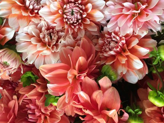 Pompa Air Celup dan Pengairan Dahlia Berkelanjutan
