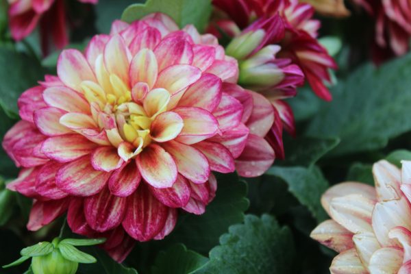 Pompa Air Celup untuk Sistem Irigasi Dahlia Modern