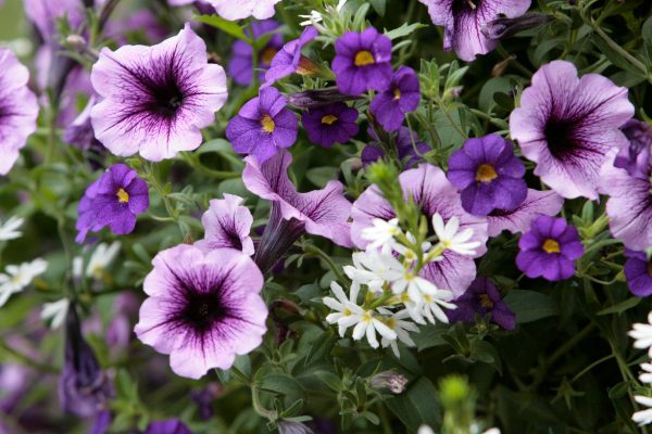 Memilih Pompa Tenaga Surya untuk Petunia Ramah Lingkungan