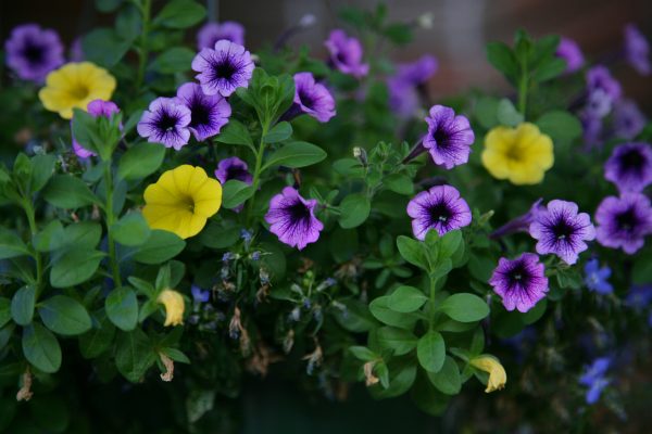 Memilih Pompa Tenaga Surya untuk tanaman hias Petunia di Greenhouse