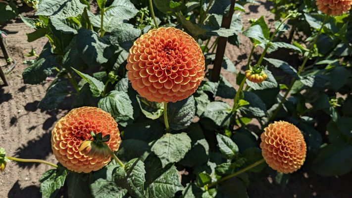 Pompa Air Celup Sesuai Luas Lahan Dahlia