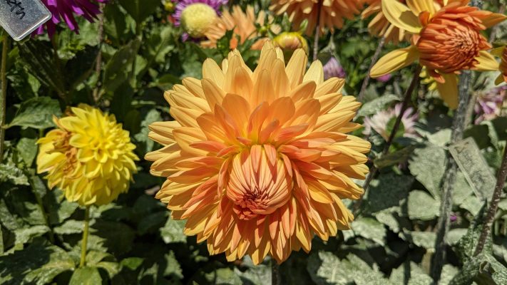 Pompa Air Celup untuk Menunjang Pertumbuhan Bunga Dahlia